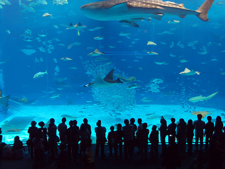 That was my dream Manila Ocean Park. By year 2050 or maybe 2070 this dream 